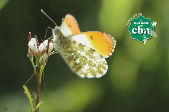 Sortie nature : « Le triathlon des pollinisateurs » à Don (Nord)