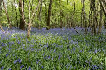 Rendez-vous nature : "Dans l'humidité du sous-bois" à Berthen (Nord)
