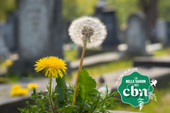 Sortie nature : "Manger les pissenlits par la racine" au cimetière de la Madeleine à Amiens (Somme)