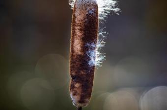 Rendez-vous nature : "La guerre des graines" au CBN de Bailleul