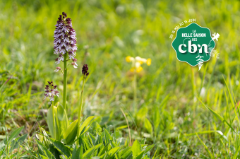 Conférence "La nature est belle" à l'Odyssée médiathèque de Lomme (Nord)
