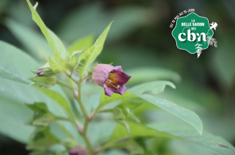 Sortie nature : « Into the wild… à Santes » (Nord)