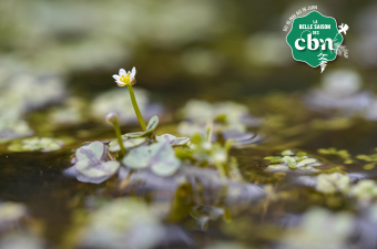 Rendez-vous nature : "Le peuple de la mare" au CBN de Bailleul