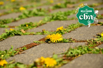 Rendez-vous nature : "Du béton et des fleurs" dans le centre-ville de Bailleul (Nord)