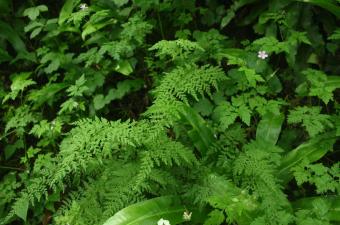 Découverte d’une nouvelle localité de la Cystoptéride fragile en Hauts-de-France