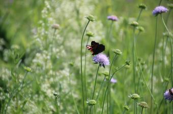 Inventaire participatif à Berthen (Nord) dans le cadre du Artpenteurs Festival