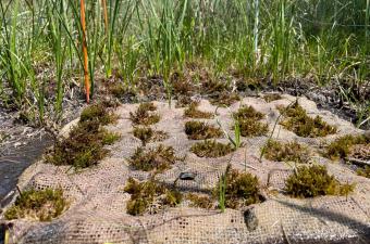 Suite des travaux de réintroduction de la Scorpidie verdâtre dans l'Aisne