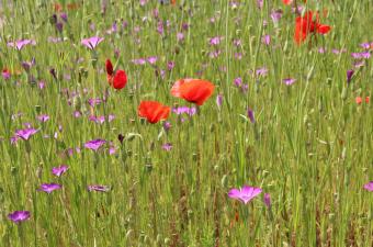 Temps d'échanges : "Création d'un espace fleuri" à Géotopia (Pas-de-Calais)