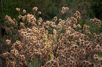 Sortie nature "récolte de graines de plantes sauvages" à Moreuil (Somme)