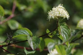 Une journée pour se familiariser avec quelques arbres et arbustes de la région dont la détermination peut paraitre complexe