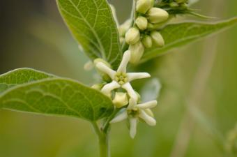 Le Dompte-venin retrouvé à Auxi-le-Château (Pas-de-Calais)