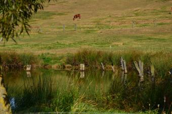 Sortie nature « Le bocage flamand » - Bailleul - GR 128 (Nord)