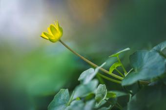 Sortie nature "L’apéro de la Canteraine" à Haubourdin (Nord)