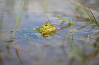 Sortie nature « Et tu chantes, chantes, chantes, ce refrain qui te plaît » – Haubourdin (Nord)