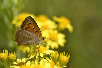 Sortie nature « On remet la p’tite sœur ? » – Wavrin (Nord)
