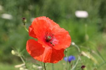 Sortie nature « Séduire à tout prix » - Bailleul - GR 128 (Nord)
