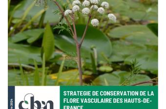 Un document cadre pour la stratégie de conservation de la flore sauvage vasculaire des Hauts-de-France