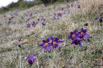 Visite guidée « La Flore printanière des coteaux du plateau picard » – Fignières (Somme)