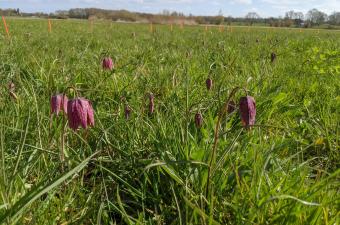 La population de Fritillaire pintade se porte bien en vallée de la Lys