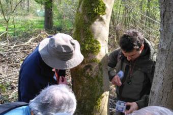 Sensibilisation au monde des Bryophytes (Mousses, Hépatiques et Anthocérotes) 