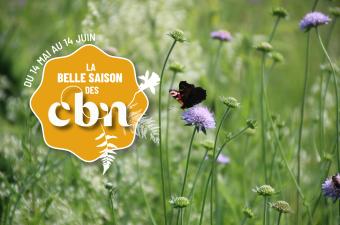 Sortie nature « La forte fiesta chez les plantes  » - Don (Nord)