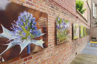 Emprunter l’exposition « Flore sauvage des Hauts-de-France »