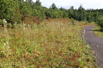 Rencontres botaniques 2025 dans le Pas-de-Calais
