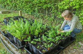 Conservation ex situ : renforcement de population pour la Berle à larges