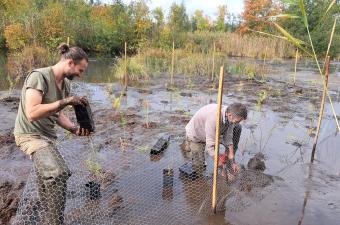 Renforcement de population de Ciguë aquatique dans l'Aisne