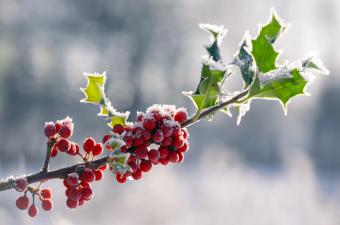 Fermeture du CBN de Bailleul pour les fêtes de fin d'année