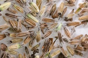 L’équipe de conservation ex situ vous partage quelques secrets de la germination des graines - Episode 2