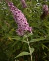 Buddleja davidii-DMercier