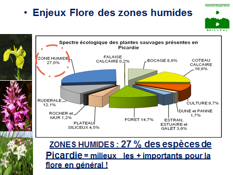 flore zones humides