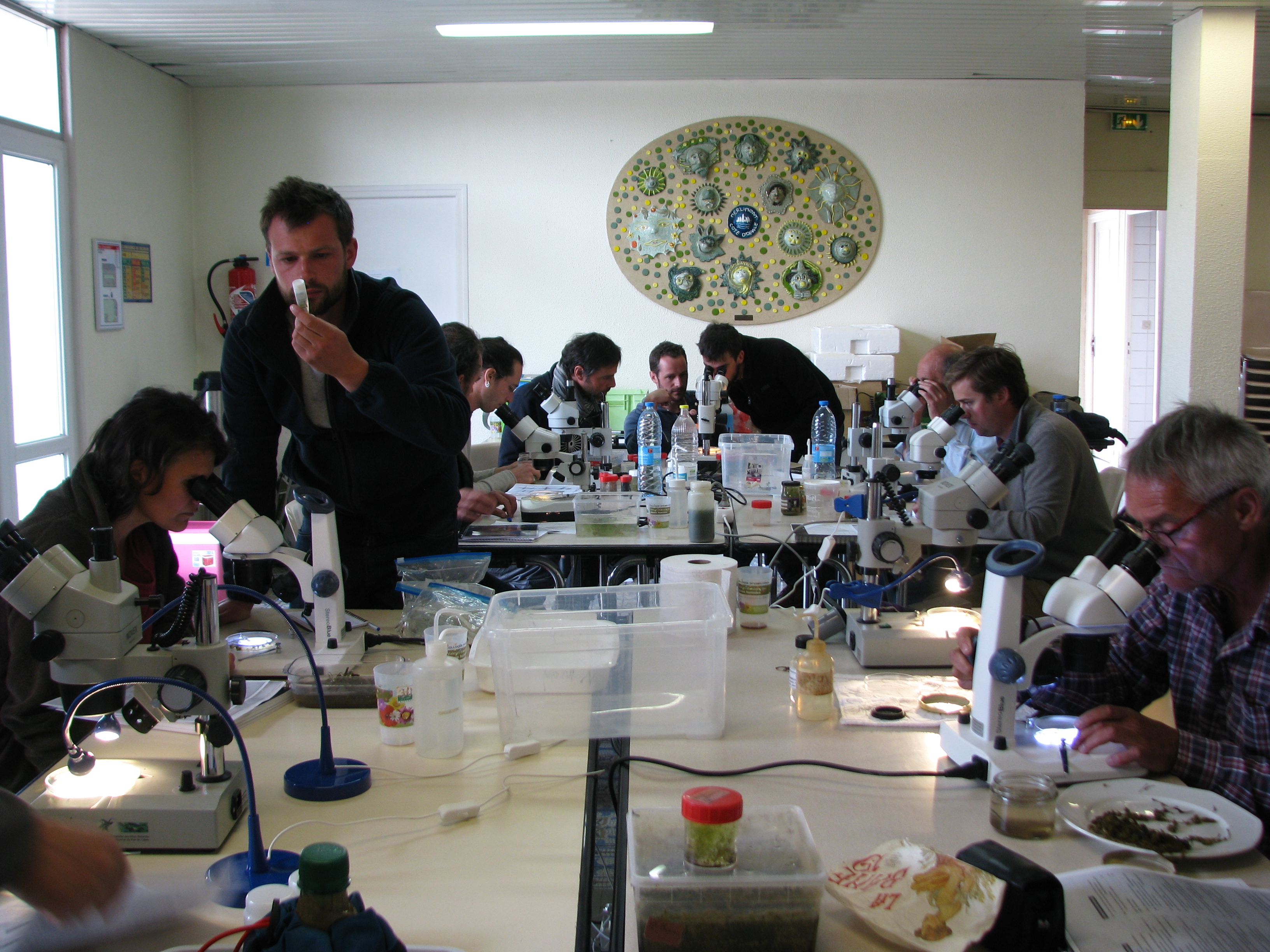 Collectif characées