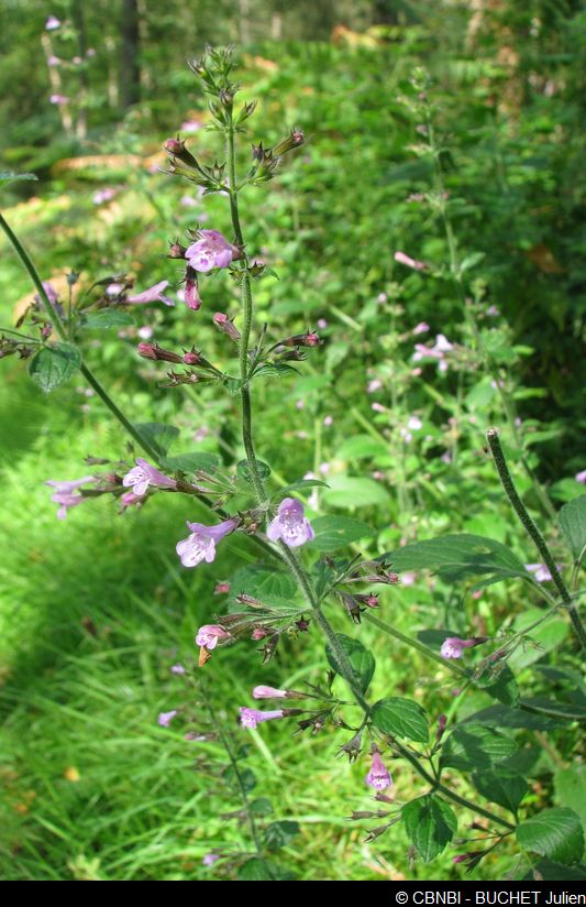 Calament - J. BUCHET