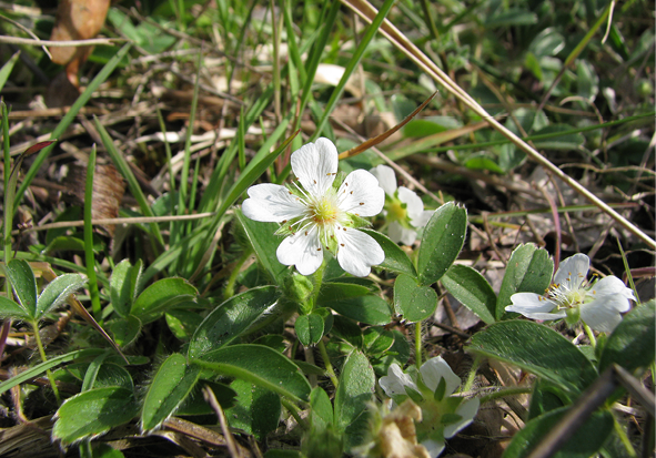 potentilla montana