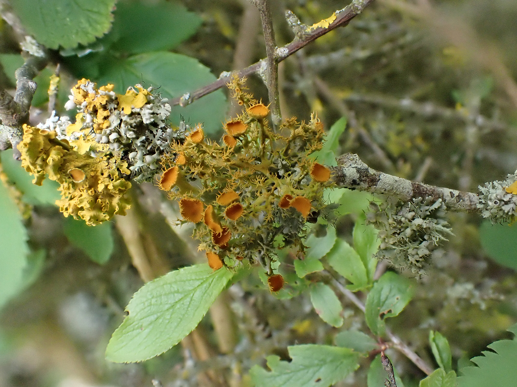 Teloschistes chrysophtamos