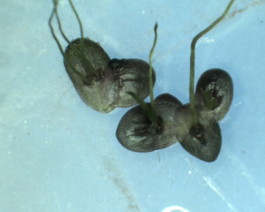 Face intérieure Landoltie ponctuée