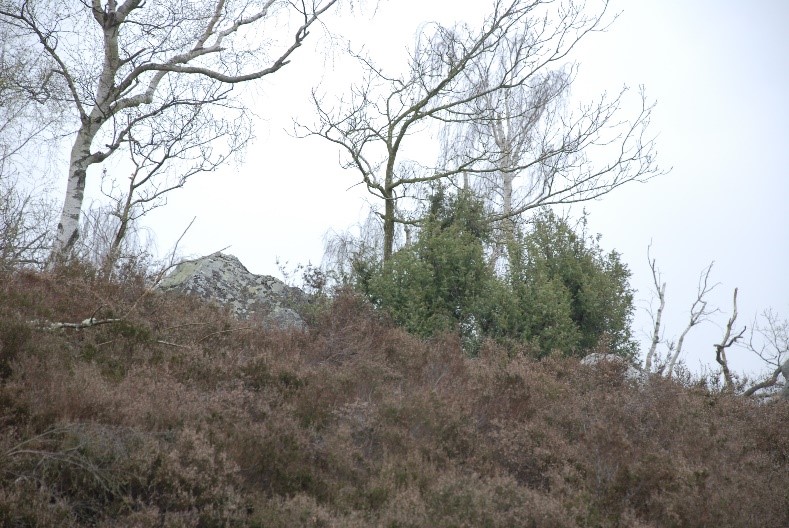 genévier R. François