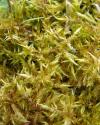 image de bryophyte